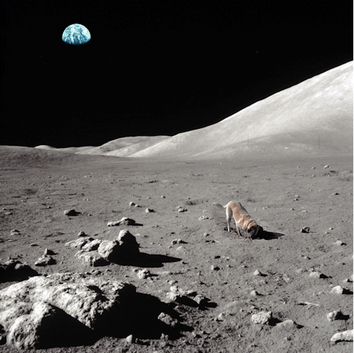 dog on the moon