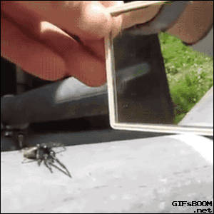 awesome entertaining spider